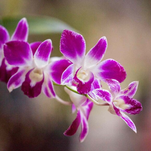 Meet your Posher, J - Picture 1 of 1